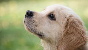WARNING: Dock the tail of a puppy and face prosecution for animal cruelty