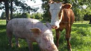  Ireland’s first Animal Welfare Strategy launched by Agriculture Minister