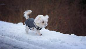 ISPCA's top tips for Carlow pet owners during frost and snow weather conditions 