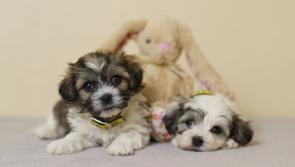 Carlow dog owners warned paws off the chocolate this Easter