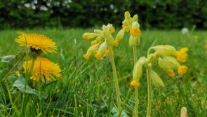 Ten new biodiversity officers will have 'enormous impact' on nature - Noonan