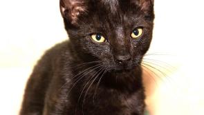 Black cats and superstitions on Friday 13th 