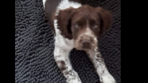 ALERT: Gardaí issue appeal for puppy stolen from Carlow home