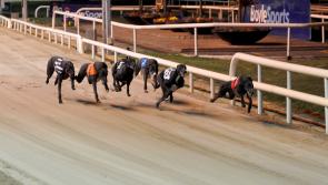Carlow trainer and owner make Irish Greyhound Derby final 
