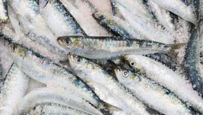 McConalogue approves €45m investment funding for seafood enterprises