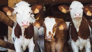 Taoiseach says cattle population should 'remain stable' amid slaughter comments