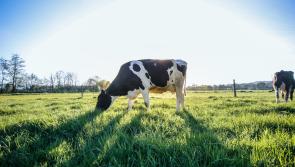Funding announced to help food producers diversify and develop post Brexit 
