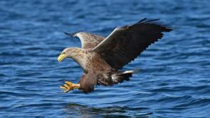 Bird flu case identified in County Kerry