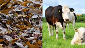 Irish scientists attempt to cut methane in cow burps with seaweed