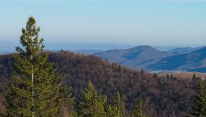Gardaí air patrols and checkpoints deployed to combat raids on Christmas tree farms 