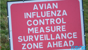 Poultry keepers in Ireland and Northern Ireland warned to 'act now' to stop avian flu