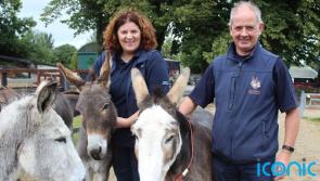 Donkey charity ‘bursting at the seams’ as rescue cases reach unsustainable levels