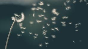 CARLOW WEATHER: Dry conditions expected today (Feb 2) with some patchy drizzle