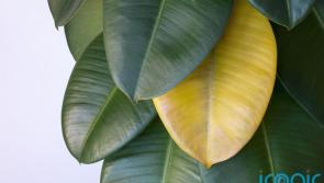 Struggling to keep that new houseplant alive? Here’s how to show them some TLC