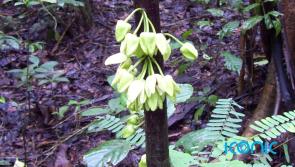 One of 200 newly discovered plant species on earth named after Hollywood actor