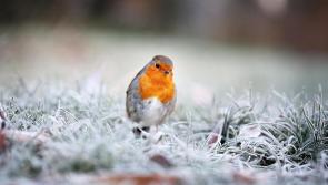 CARLOW WEATHER: Dry today (Jan 26) with frost and low temperatures developing later