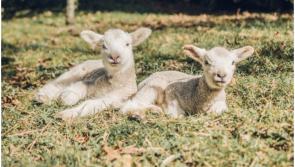 Dog owners in Carlow reminded to be responsible this lambing season