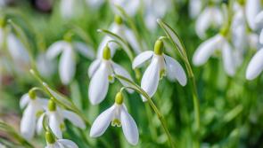 Welcome the first signs of Spring this month with Carlow's Snowdrop events