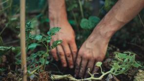 Macra na Feirme members in Carlow to plant trees to enhance biodiversity 