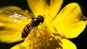 Local authorities in Carlow encouraged to apply for Biodiversity Fund