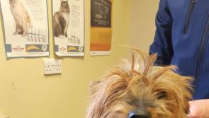 Carlow woman convicted for failing to safeguard the health and welfare of a dog