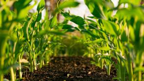Farm families in Carlow encouraged to sign up for free 11-week programme