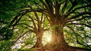 Carlow to mark National Tree Week with some exciting events 