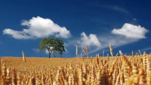 Million Euro tillage fund for Irish farmers  to grow cereal due to Ukraine invasion impact