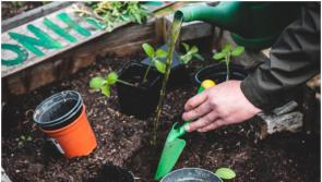 Experienced gardener needed to volunteer in Carlow