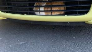 Rabbit gets a 'grilling' from Gardaí after getting stuck in vehicle