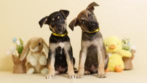 Dogs Trust Ireland warns of toxic threats to dogs this Easter 

