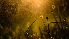 'Light rain and some bright spells following' Carlow Weather man gives weather updates
