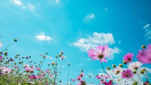 CARLOW WEATHER: Dry and sunny today with chances of isolated showers 