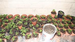 Cannabis worth over €200,000 found in shed by Garda drugs unit