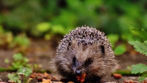 Researchers encourage people to report sightings of hedgehogs for all-Ireland study