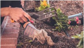 Community Garden Workshop to place in Carlow this month