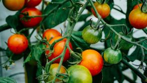 Huge support package announced to support Carlow fruit and vegetable growers