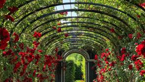 Carlow Garden Festival 2022 is nearly here