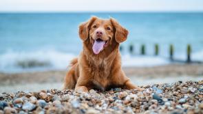 Dog owners in Carlow reminded to take care of their pets while enjoying the summer weather

 