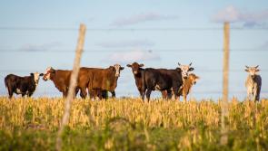 Farmers in Carlow urged to take steps to protect their livestock during hot weather

