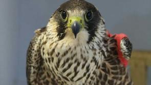Carers for injured wildlife in Carlow encouraged to ensure they are compliant with the law