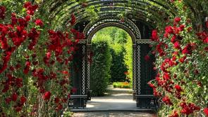 Carlow Garden Festival 2022 to take place this week