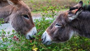 'Be mindful' - Carlow public advised not to feed horses and donkeys without the owner’s permission

