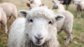 Tullow Agricultural Show returns to County Carlow for a family fun day