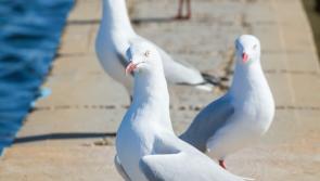 Warning issued to Carlow public over 'aggressive' pest birds