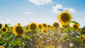 CARLOW WEATHER: Dry and bright today with highs of 23 degrees