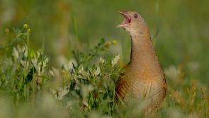 Efforts by farmers to  save endangered Irish bird praised 