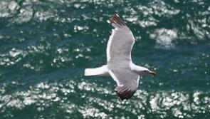 Warning issued following outbreak of Avian flu