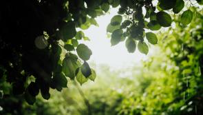 CARLOW WEATHER: Mainly dry and sunny today with heavy rain expected later
