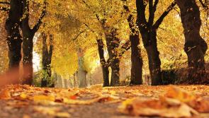 CARLOW WEATHER: Mainly dry today with the odd shower expected 